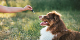 CBD olie voor honden en katten