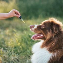 CBD olie voor honden en katten