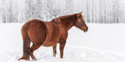 Wintervacht paard