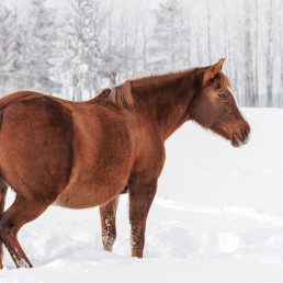 Wintervacht paard