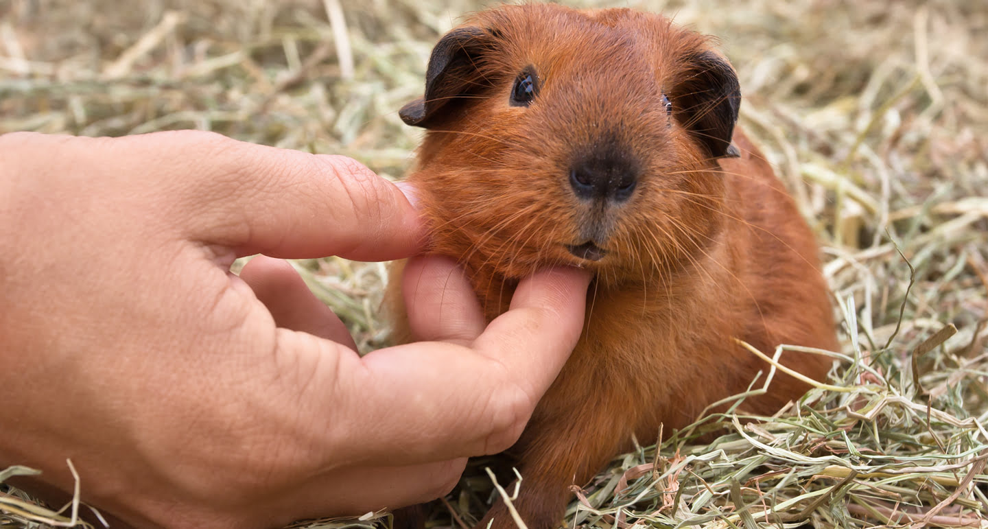 Een cavia tam maken, hoe kun je dit het beste doen? Pets Place
