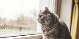 De kat gaat weer naar binnen