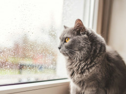 De kat gaat weer naar binnen