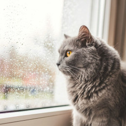 De kat gaat weer naar binnen