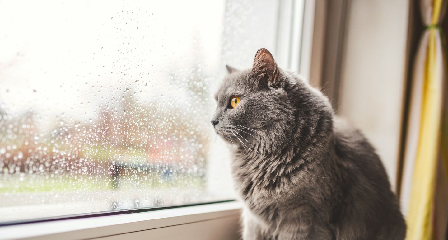 De kat gaat weer naar binnen Pets Place
