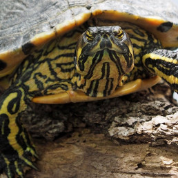 schildpad steen