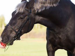 8 fabels over paardenvoer