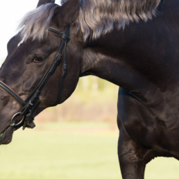 8 fabels over paardenvoer