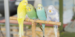 Afbeelding_advies_siervogel