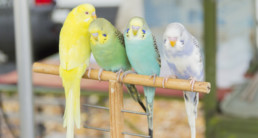 Afbeelding_advies_siervogel