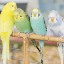 Afbeelding_advies_siervogel
