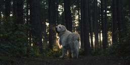 Dog in the woods