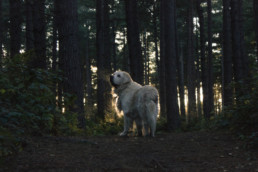 Dog in the woods
