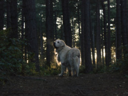 Dog in the woods