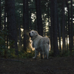 Dog in the woods
