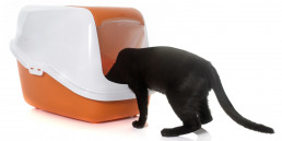 Kat gaat in kattenbak