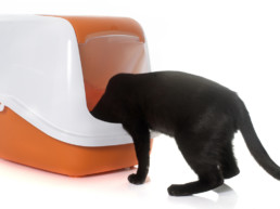 Kat gaat in kattenbak