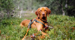 halsband tuigje natuur
