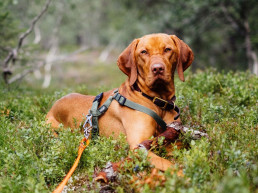 halsband tuigje natuur
