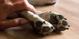 Hond overleden