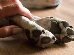 Hond overleden