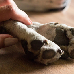 Hond overleden