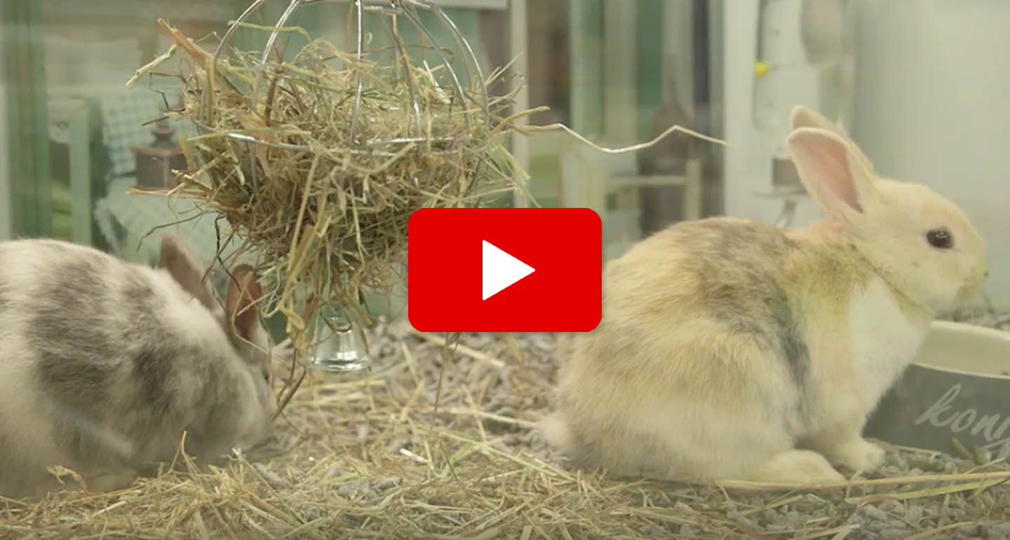 Konijn & cavia samen houden? - Bekijk de Pets Place video
