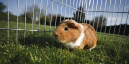 Cavia's kopen