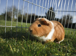 Cavia's kopen