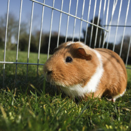 Cavia's kopen