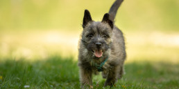Puppy en rangorde