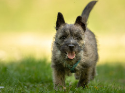 Puppy en rangorde
