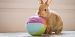 Spelen met je konijnen en knaagdieren