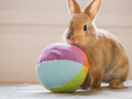 Spelen met je konijnen en knaagdieren