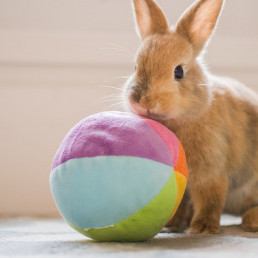 Spelen met je konijnen en knaagdieren