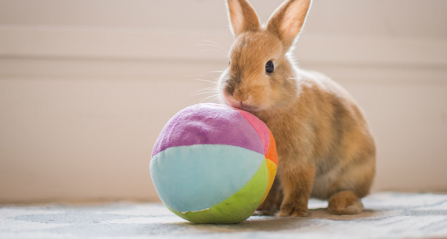Waarom spelen met je konijn, cavia of knaagdier belangrijk is. Pets Place