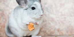 Chinchilla