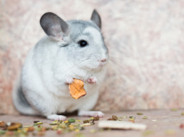 Chinchilla