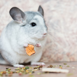 Chinchilla
