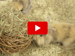 Tot wanneer kan een konijn het beste naar buiten