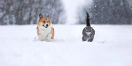 Vlooien in de winter