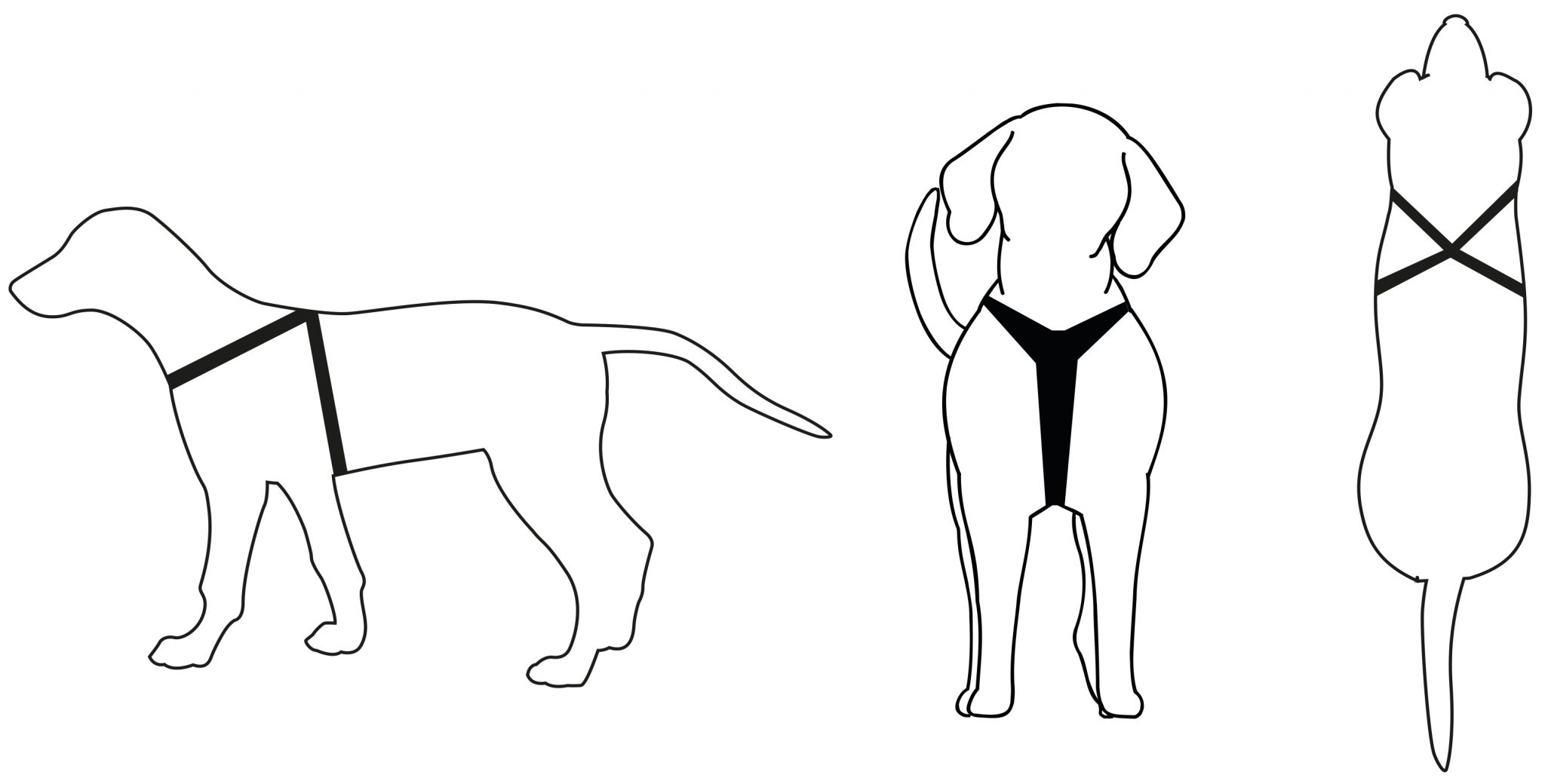 Wat is beter: een halsband of een tuig? Pets Place geeft antwoord!