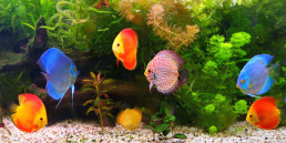 aquarium inrichten