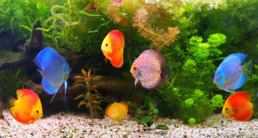 aquarium inrichten