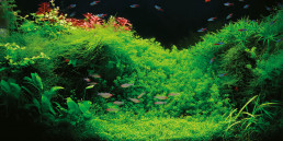 Aquariumplanten
