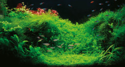 Aquariumplanten