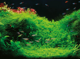 Aquariumplanten