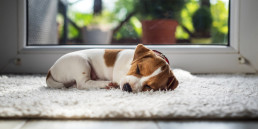 eerste nacht puppy