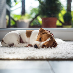 eerste nacht puppy