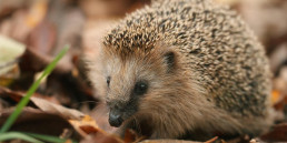 Egel